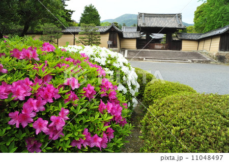 京都　随心院 11048497