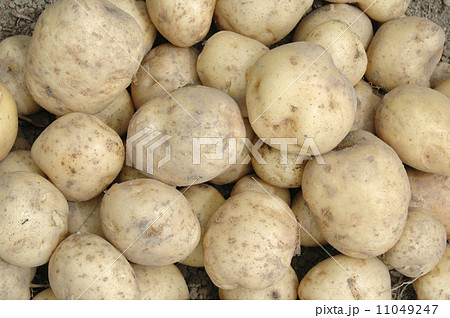 新ジャガイモ 11049247