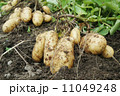 新ジャガイモ 11049248