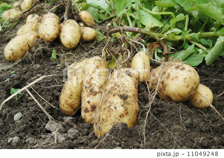 新ジャガイモ 11049248
