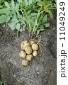 新ジャガイモ 11049249