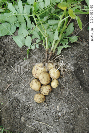 新ジャガイモ 11049249