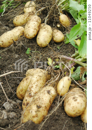 新ジャガイモ 11049250