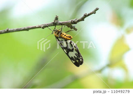 トンボエダシャク 11049279