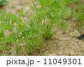 人参の葉 11049301