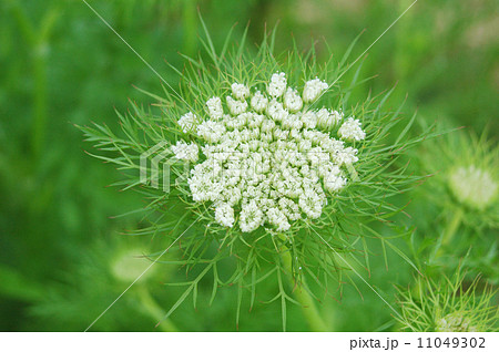 人参の花 11049302