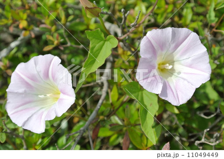 茂みに咲くヒルガオ 11049449