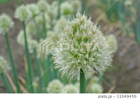 畑のネギ坊主 11049450