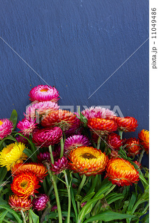 Bouquet of Everlasting flowers Bouquet of Everlasting flowers 11049486