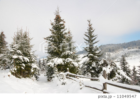 Winter landscape 11049547