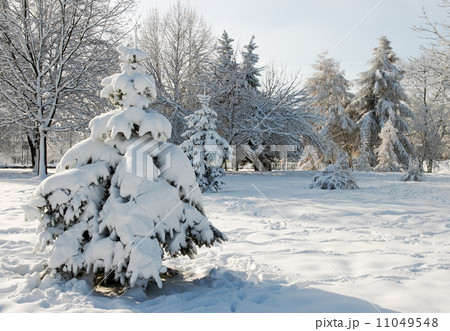 Winter fir Winter fir 11049548