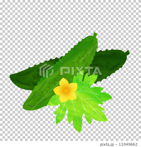 苦瓜 11049662