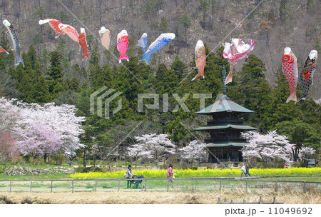 阿久津八幡神社の桜と鯉のぼり 11049692