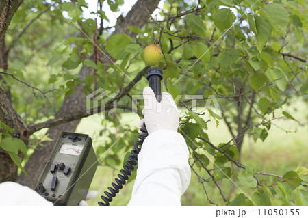 Measuring radiation levels of fruits Measuring radiation levels of fruits 11050155