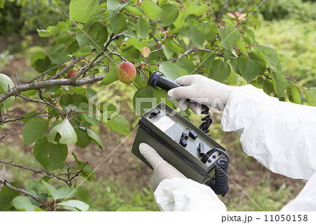 Measuring radiation levels of fruits Measuring radiation levels of fruits 11050158