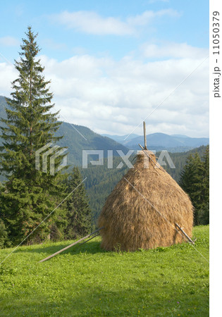Summer mountain meadow Summer mountain meadow 11050379