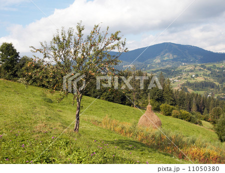 Summer mountain meadow Summer mountain meadow 11050380