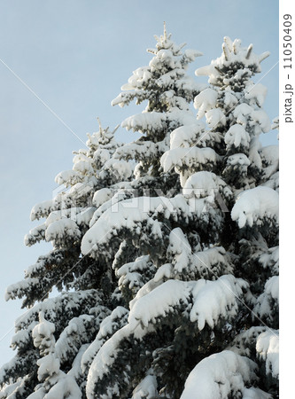 Winter firs Winter firs 11050409