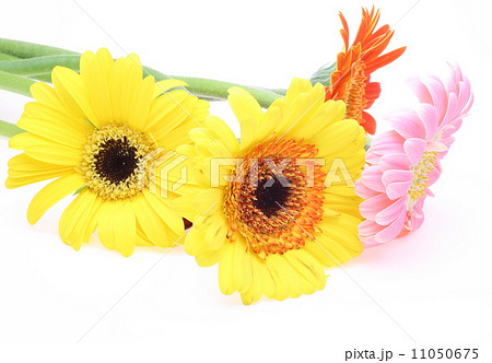 ガーベラ ガーベラ 11050675