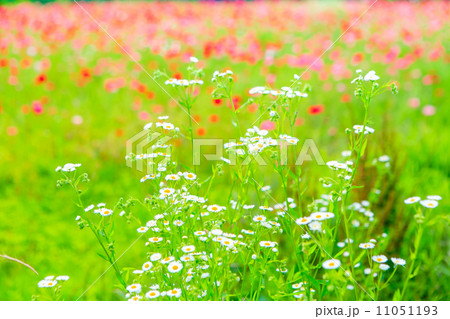 ポピーとヒメジオン 11051193