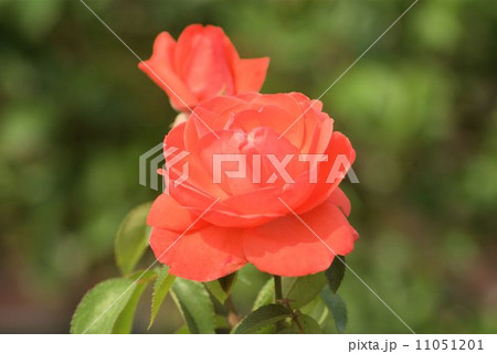 梅雨の晴れ間の半田山植物園の赤いバラ 11051201