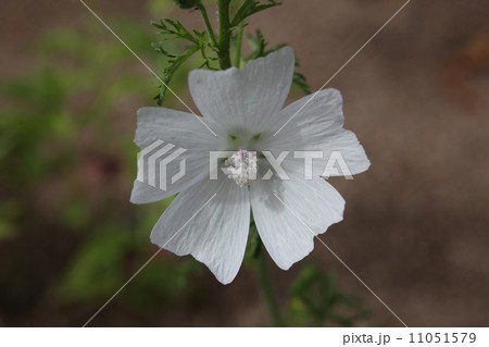 ジャコウアオイ 11051579