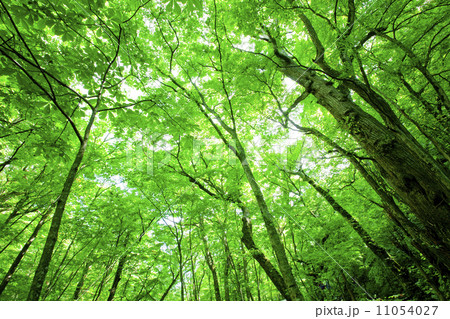 奥入瀬渓谷07 11054027