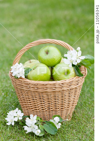 Ripe green apples in basket Ripe green apples in basket 11056341