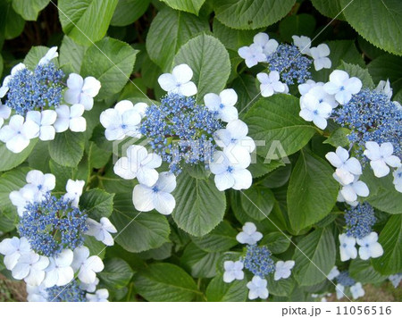 ガクアジサイ 11056516
