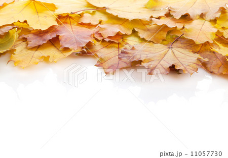 Colorful autumn maple leaves frame Colorful autumn maple leaves frame 11057730