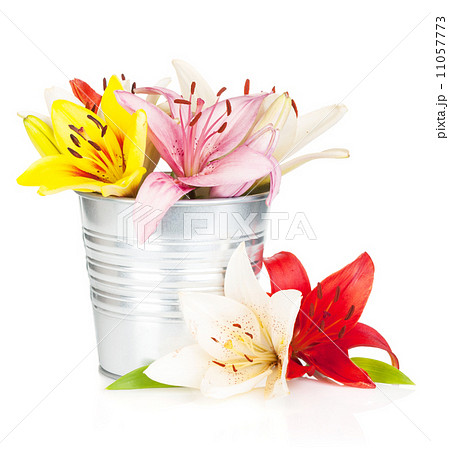 Colorful lily flowers in bucket Colorful lily flowers in bucket 11057773