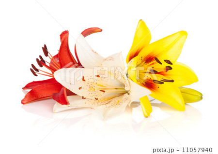 Colorful lily flowers 11057940