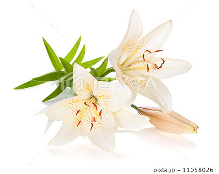 Two white lily flowers 11058026