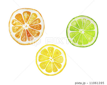 オレンジ レモン ライムの水彩イラストのイラスト素材