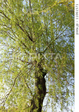 新緑のシダレヤナギ 11061571