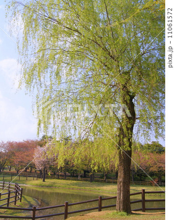 水温む春！新緑のシダレヤナギ 11061572