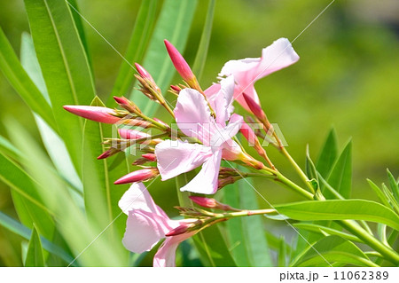 キョウチクトウ 11062389