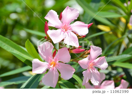 キョウチクトウ 11062390