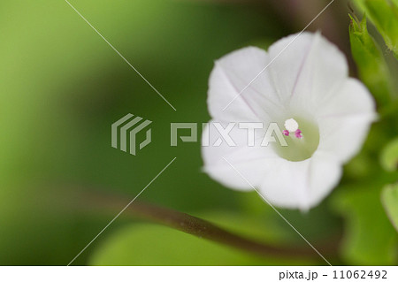 豆朝顔 11062492