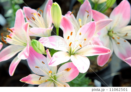 シュガーラブ 11062501