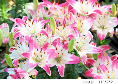 ロリポップ ロリポップ 11062521