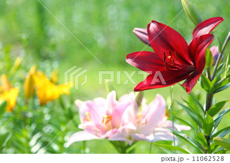 リリー リリー 11062528