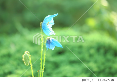 メコノプシス メコノプシス 11062530