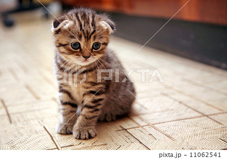 Funny curious Scottish fold kitten 11062541