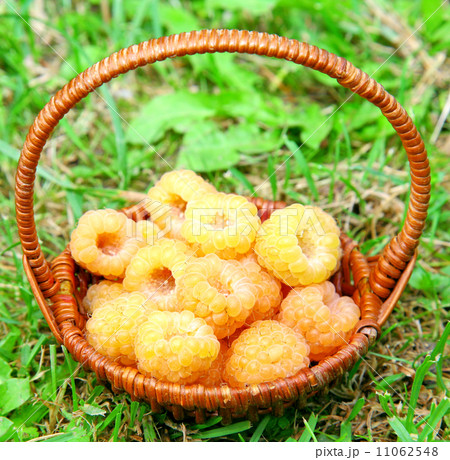 Basket of yellow raspberries on green grass Basket of yellow raspberries on green grass 11062548