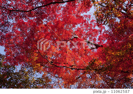 曼殊院01 11062587