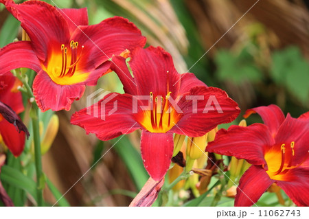 ヘメロカリスの花 ヘメロカリスの花 11062743