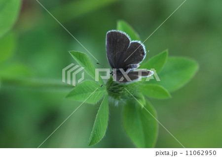 生き物　昆虫　ツバメシジミ（メス）、ムラサキツメクサで一休み 11062950