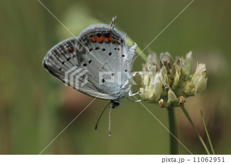 生き物　昆虫　ツバメシジミ（オス）、シロツメクサで吸蜜① 11062951