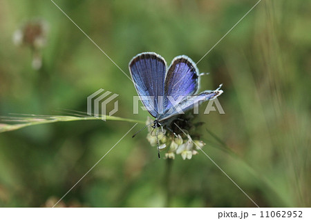 生き物　昆虫　ツバメシジミ（オス）、シロツメクサで吸蜜② 11062952